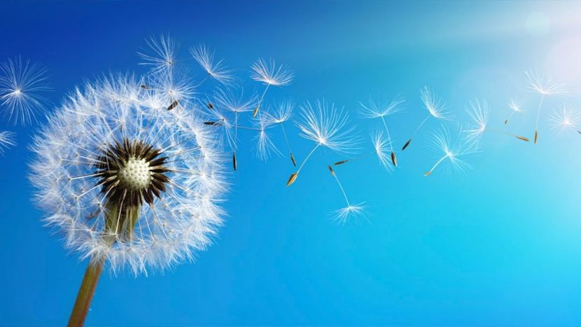 Dorinta ? ( He Yo ! ) - - 8 - Aloha!