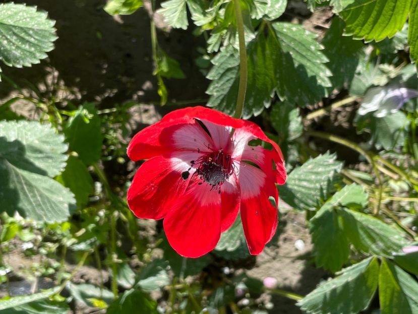  - 002 Grădina 2024 1