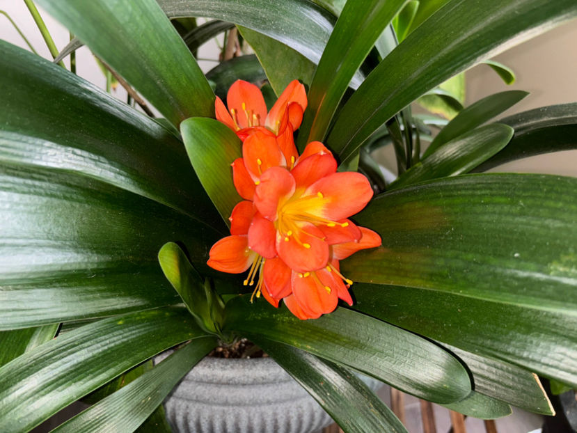  - Plante de interior 2024