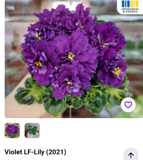 Foto net - Violeta LF-Lilia