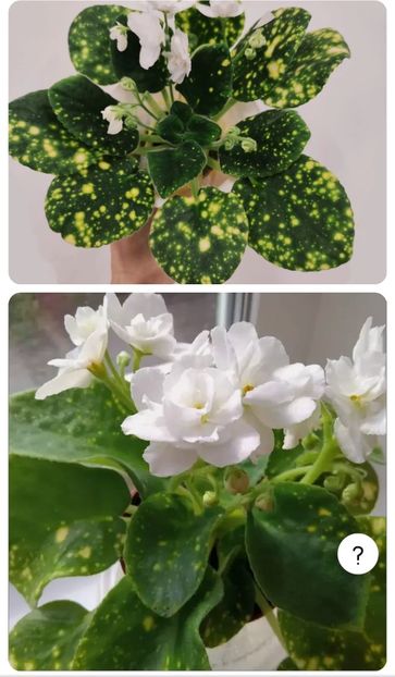 Foto net - Violeta ShN-Kosmitcheskaya Feya