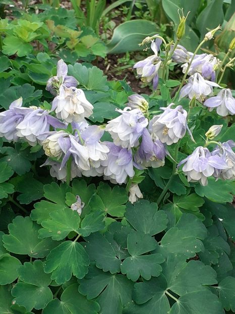  - FEBRUARIE- MARTIE- APRILIE