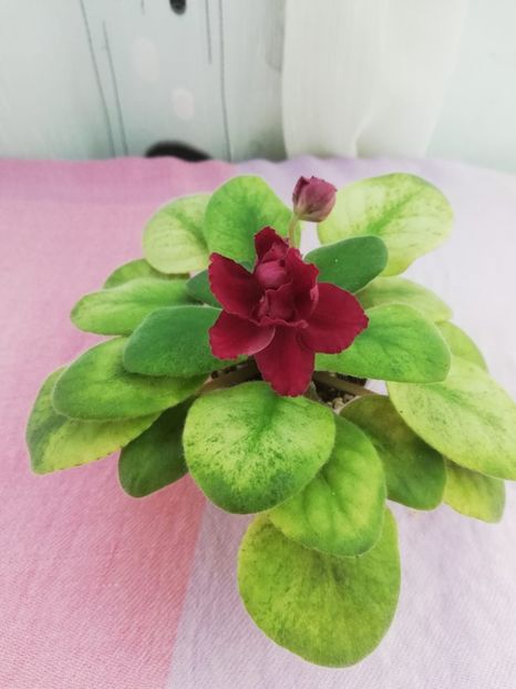 4 aug - EK Ditya Solnca