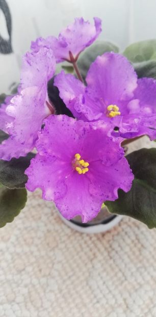 27 nov - K Lovec Snov