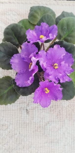 27 nov - K Lovec Snov