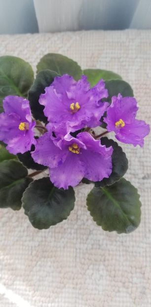 27 nov - K Lovec Snov