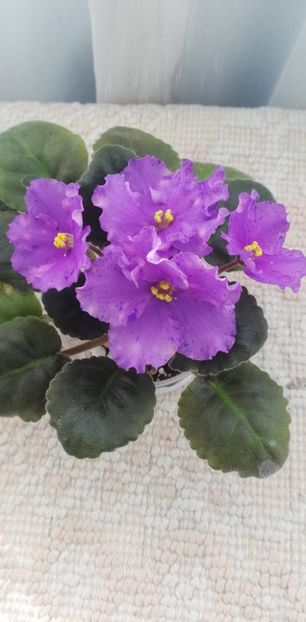 27 nov - K Lovec Snov