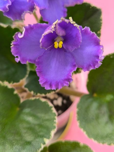 2 mar - Inner Strengt