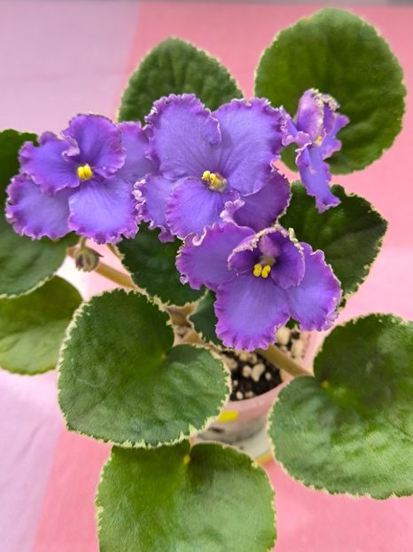 2 mar - Inner Strengt