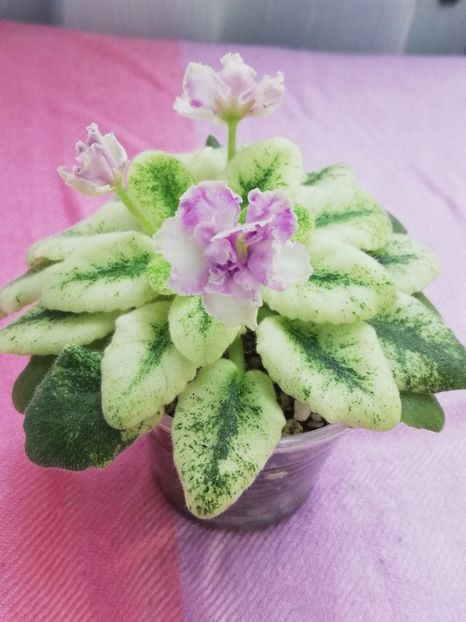 7 iul - LE Ametistoviye Brizgy