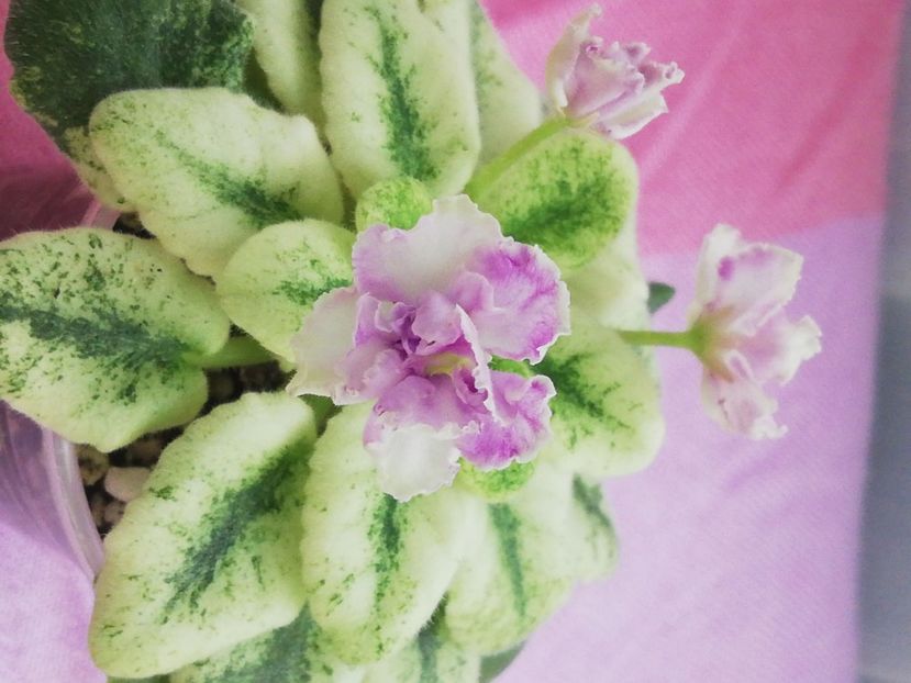 7 iul - LE Ametistoviye Brizgy