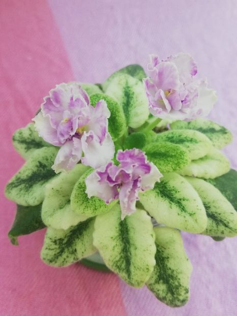 14 iul - LE Ametistoviye Brizgy