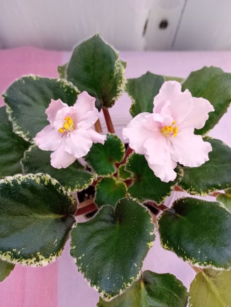 13 mar - Ian Primadonna