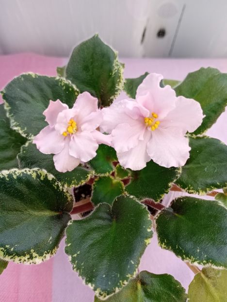 13 mar - Ian Primadonna