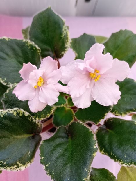 13 mar - Ian Primadonna