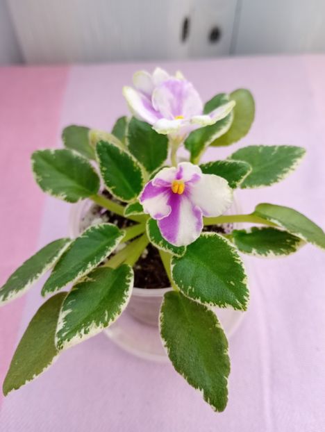 13 mar - Bud s Irish Eyes