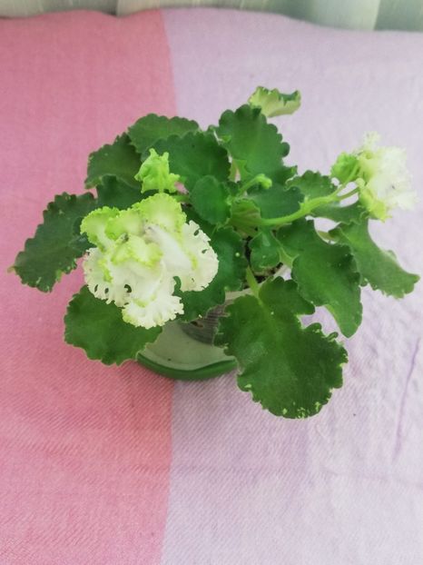 14 iul - BR Dzhungly