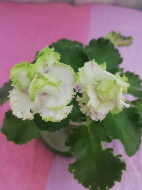 14 iul - BR Dzhungly