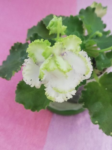 14 iul - BR Dzhungly