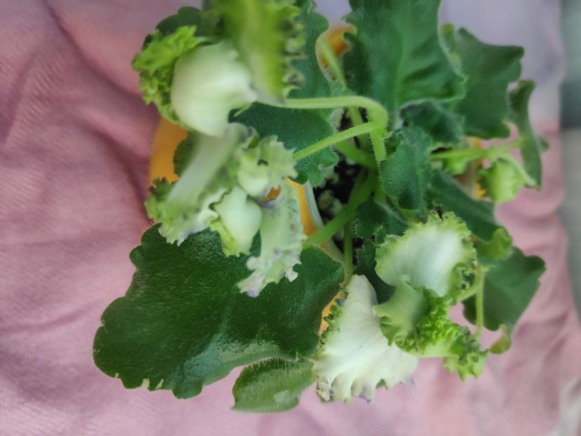 23 apr - BR Dzhungly