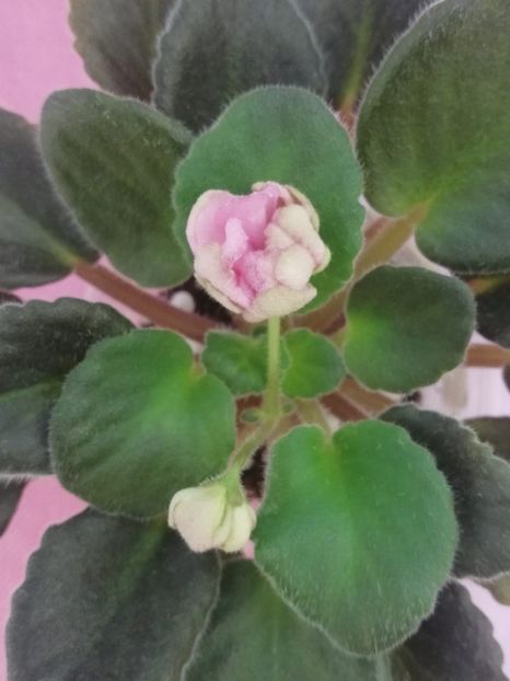 14 iul - ZZ DS Volshebniy Button