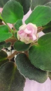 17 iul - ZZ DS Volshebniy Button