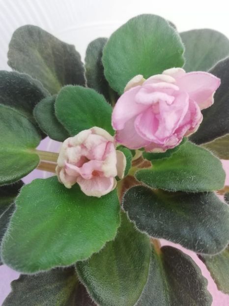 1 aug - ZZ DS Volshebniy Button