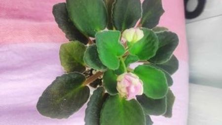 17 iul - ZZ DS Volshebniy Button