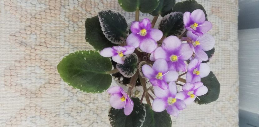 12 dec - Flashy Angel