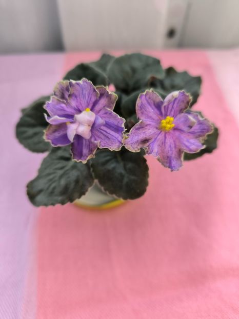 2 mar - DN Charivna Kvitka