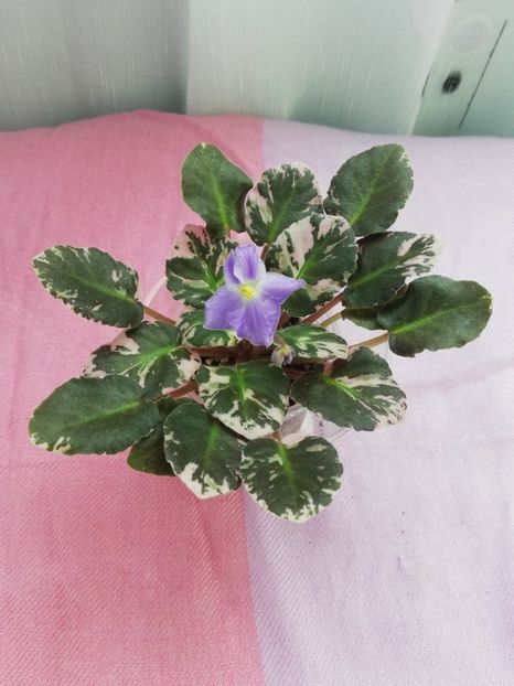 7 iul - Dean s Aquarius