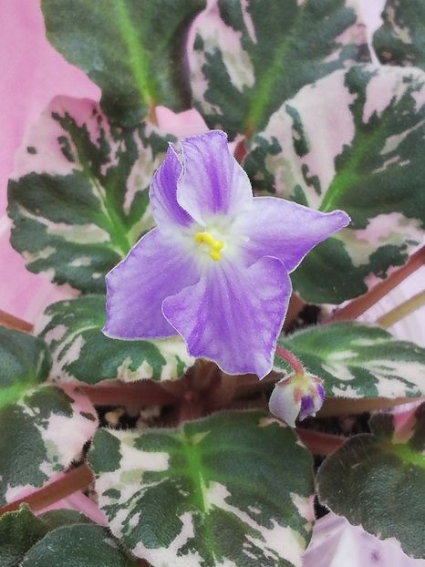 7 iul - Dean s Aquarius