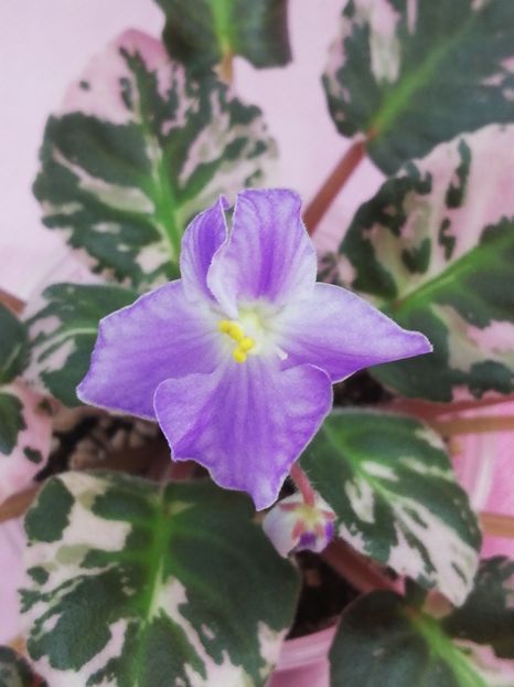 7 iul (168) - Dean s Aquarius