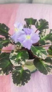 17 iul - Dean s Aquarius