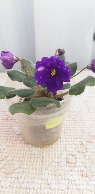 12 dec - VaT Kniksen