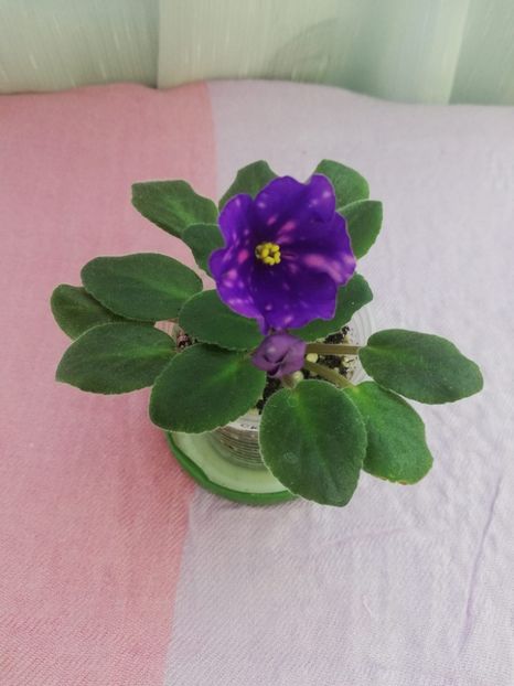 14 iul - VaT Kniksen