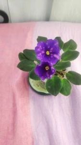 17 iul - VaT Kniksen