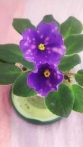 17 iul - VaT Kniksen