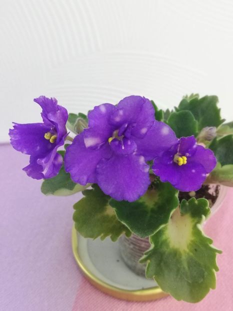 1 aug - VaT Goroch Tchechevitsa