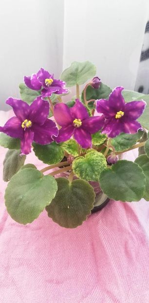 28 dec - SV Gorod Sevastopoljv