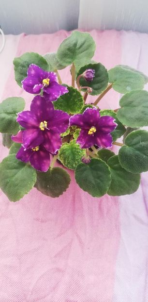 28 dec - SV Gorod Sevastopoljv