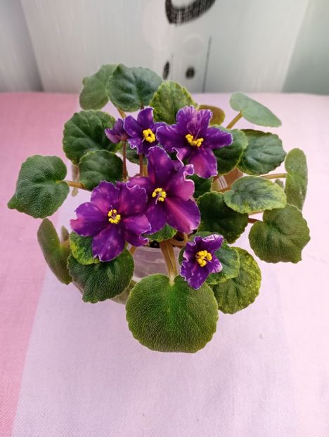 13 mar - SV Gorod Sevastopoljv