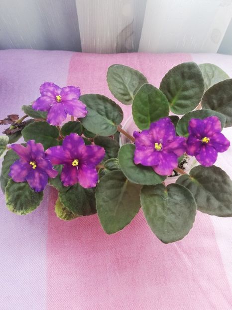 7 iul - SV Gorod Sevastopoljv