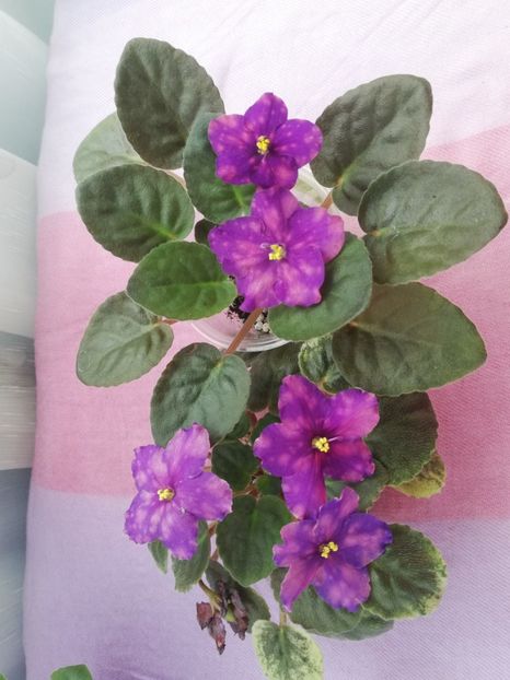 7 iul - SV Gorod Sevastopoljv