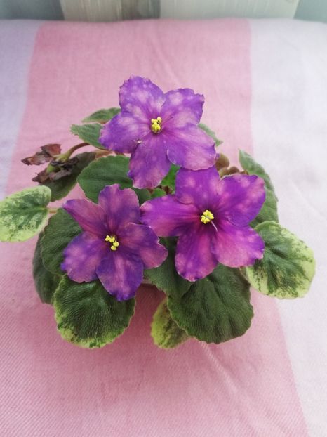 7 iul - SV Gorod Sevastopoljv