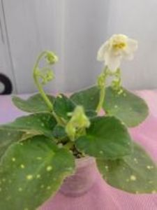 31 ian - ShN Kosmitcheskaya Feya