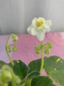 31 ian - ShN Kosmitcheskaya Feya