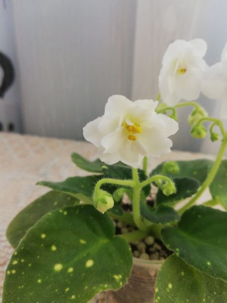 6 feb - ShN Kosmitcheskaya Feya