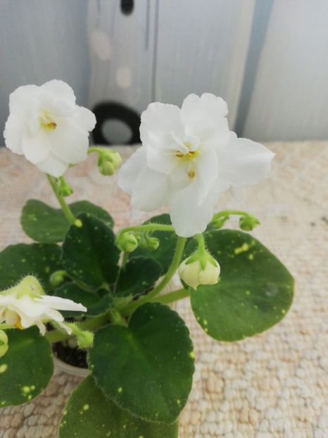 6 feb - ShN Kosmitcheskaya Feya