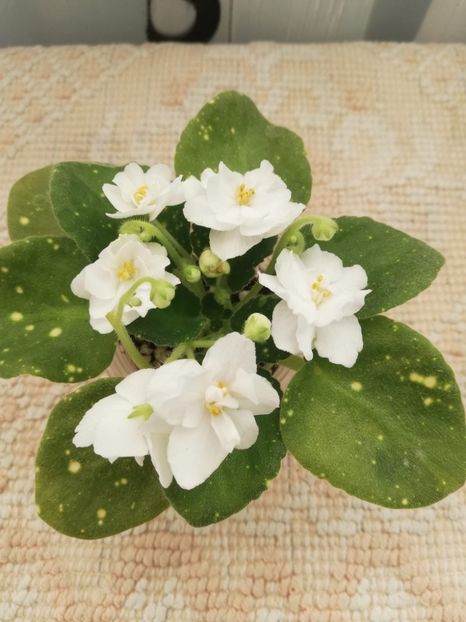 13 feb - ShN Kosmitcheskaya Feya